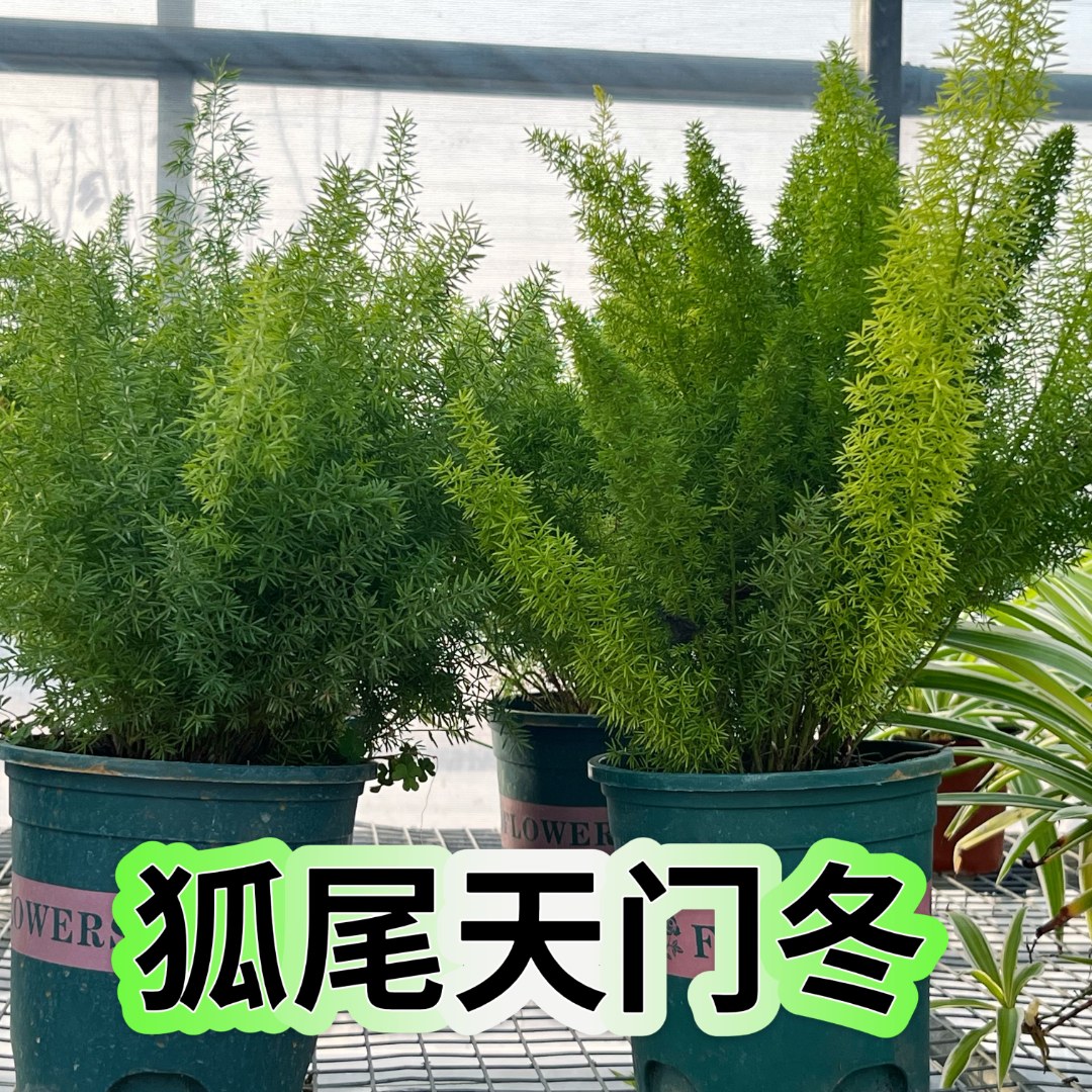 狐尾天门冬观叶盆栽阳台花园四季常绿好养绿植