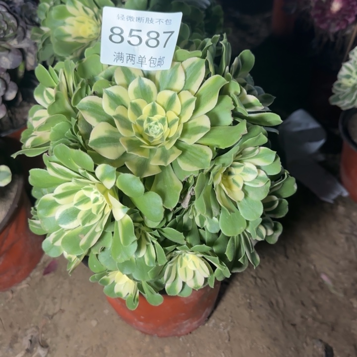 8587辛尼亚多肉植物