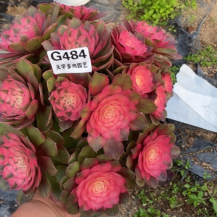 多肉植物荔枝484多肉