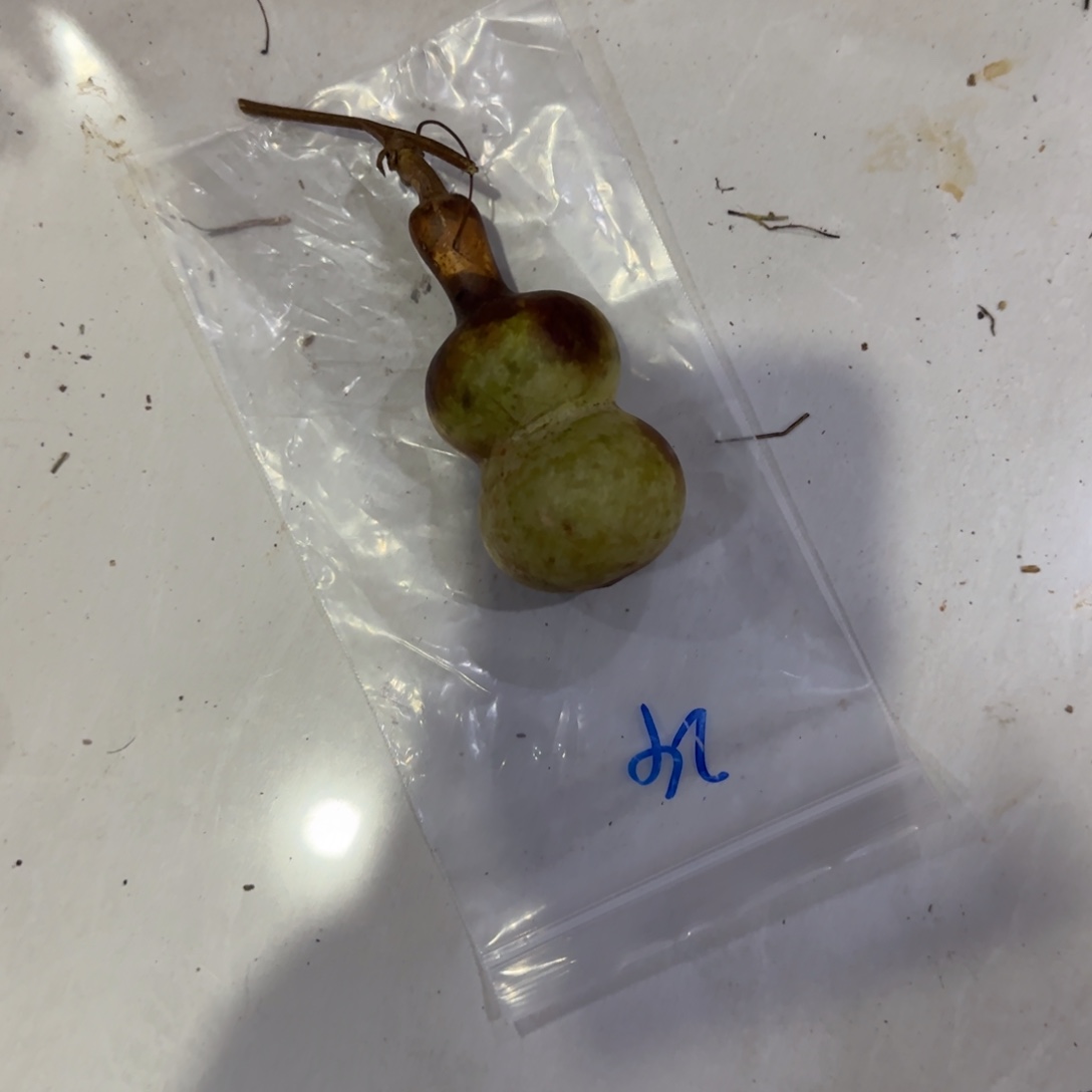 稻***人葫芦来乐乐咯乐乐咯来咯哦