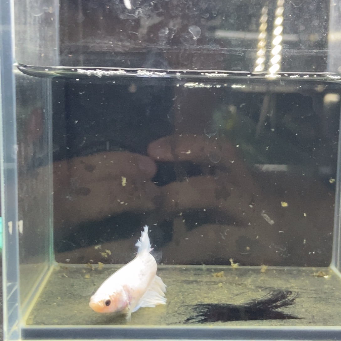 斗鱼所见即所得包活不包损308