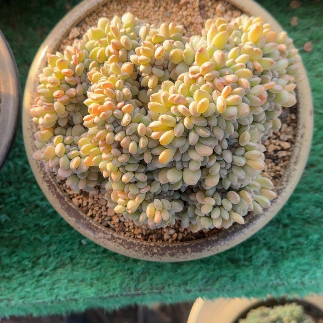 星影缀化多肉18厘米