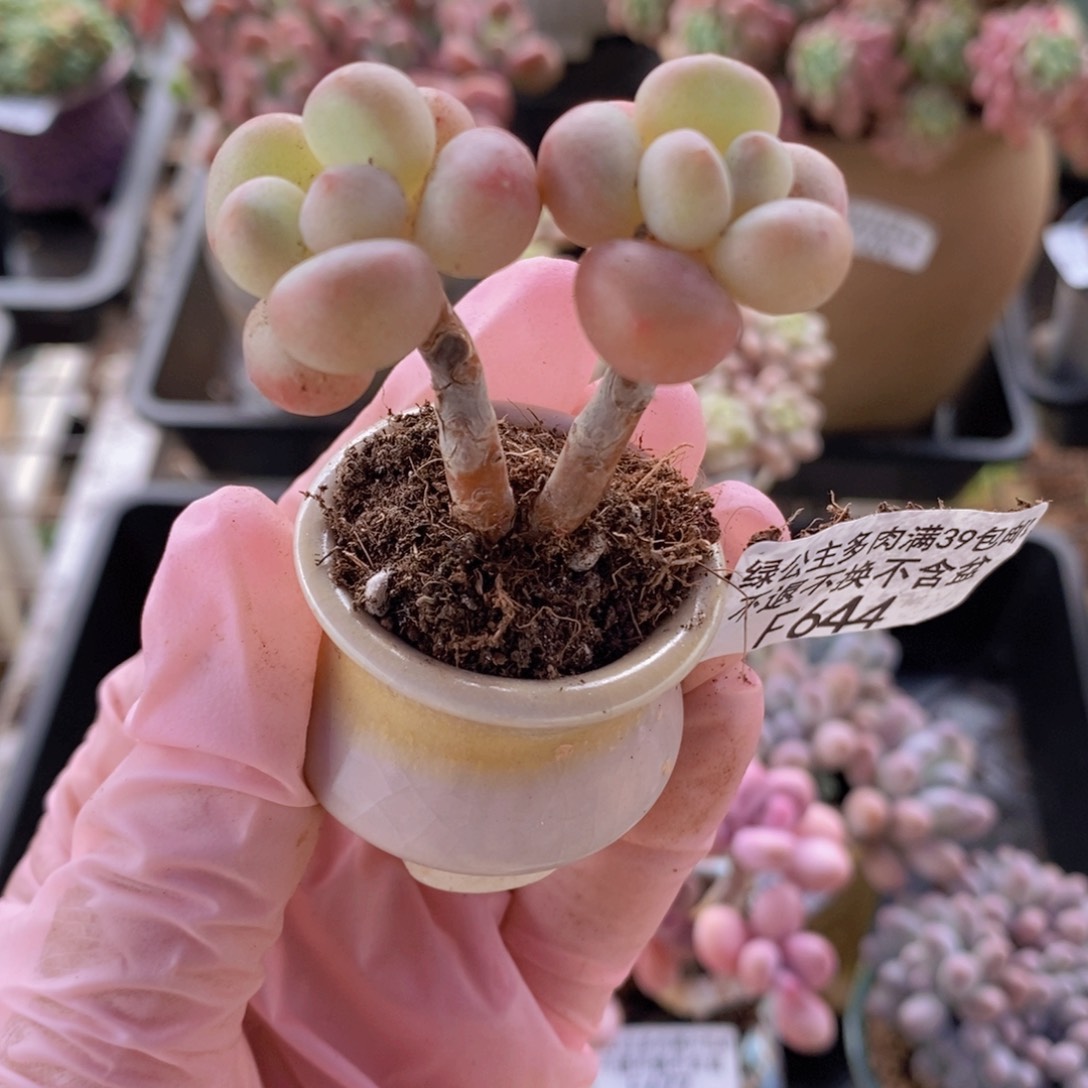 萤火虫4cm644多肉植物带盆