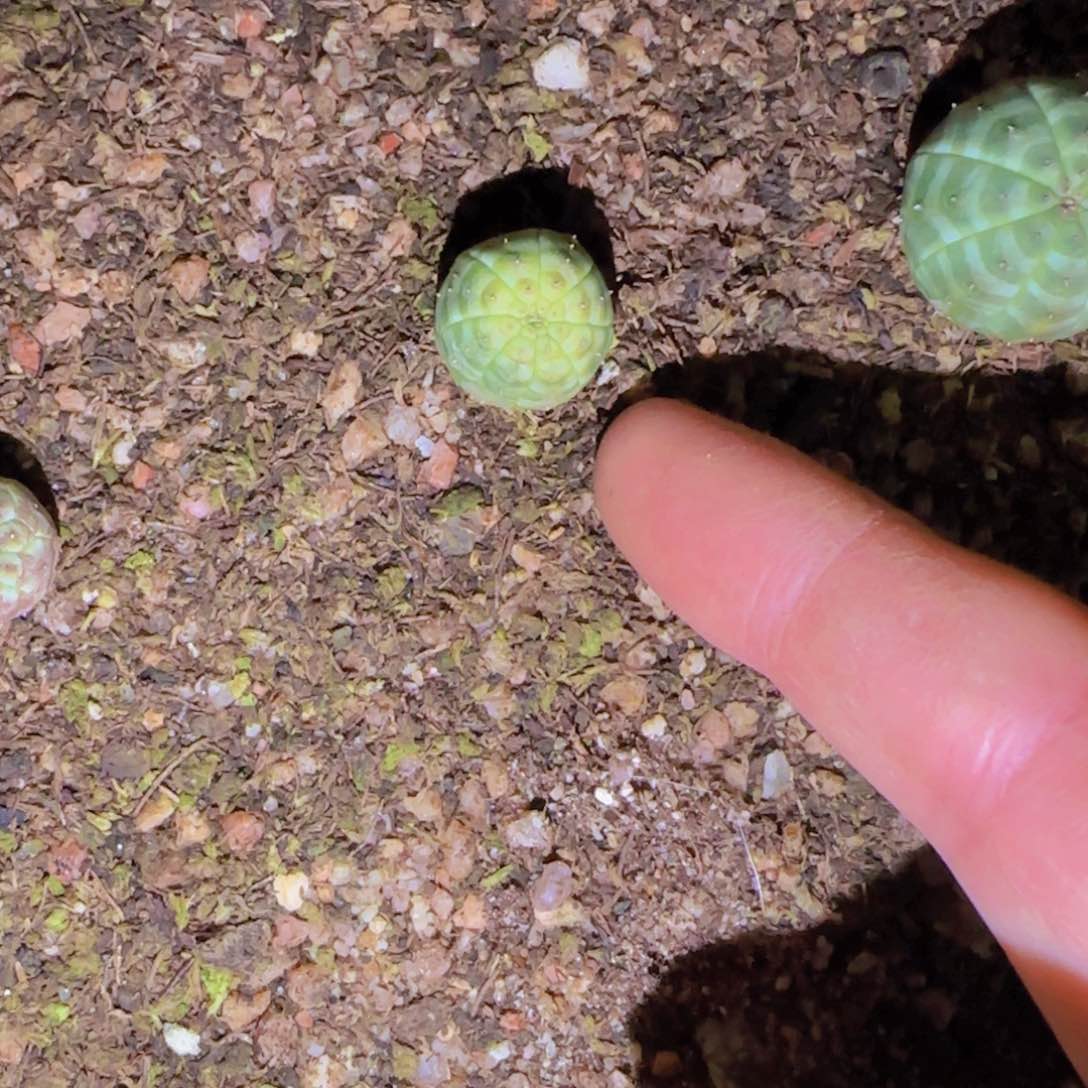 K***n块根植物块根植物