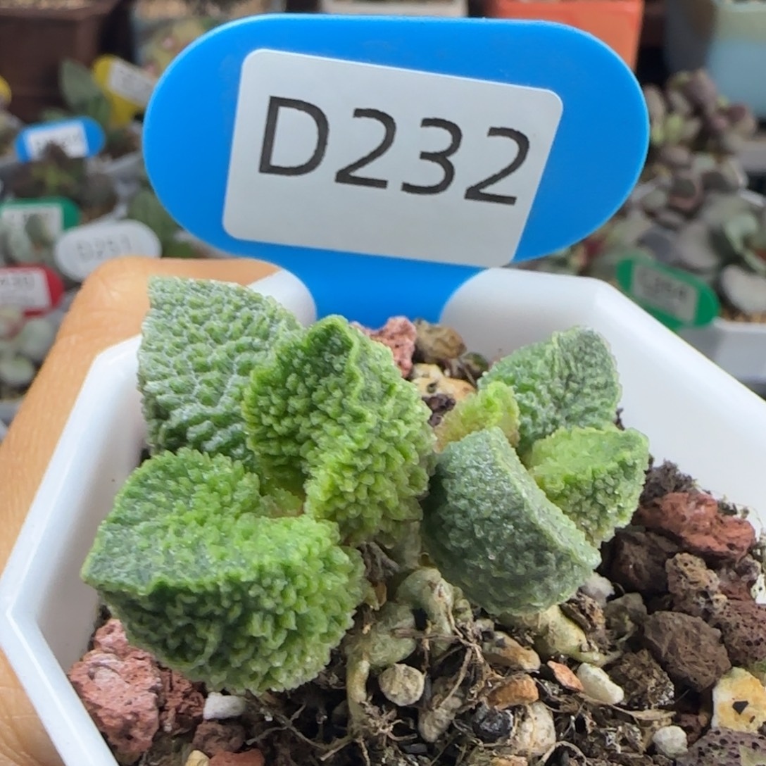 E***O福利多肉。  232。     