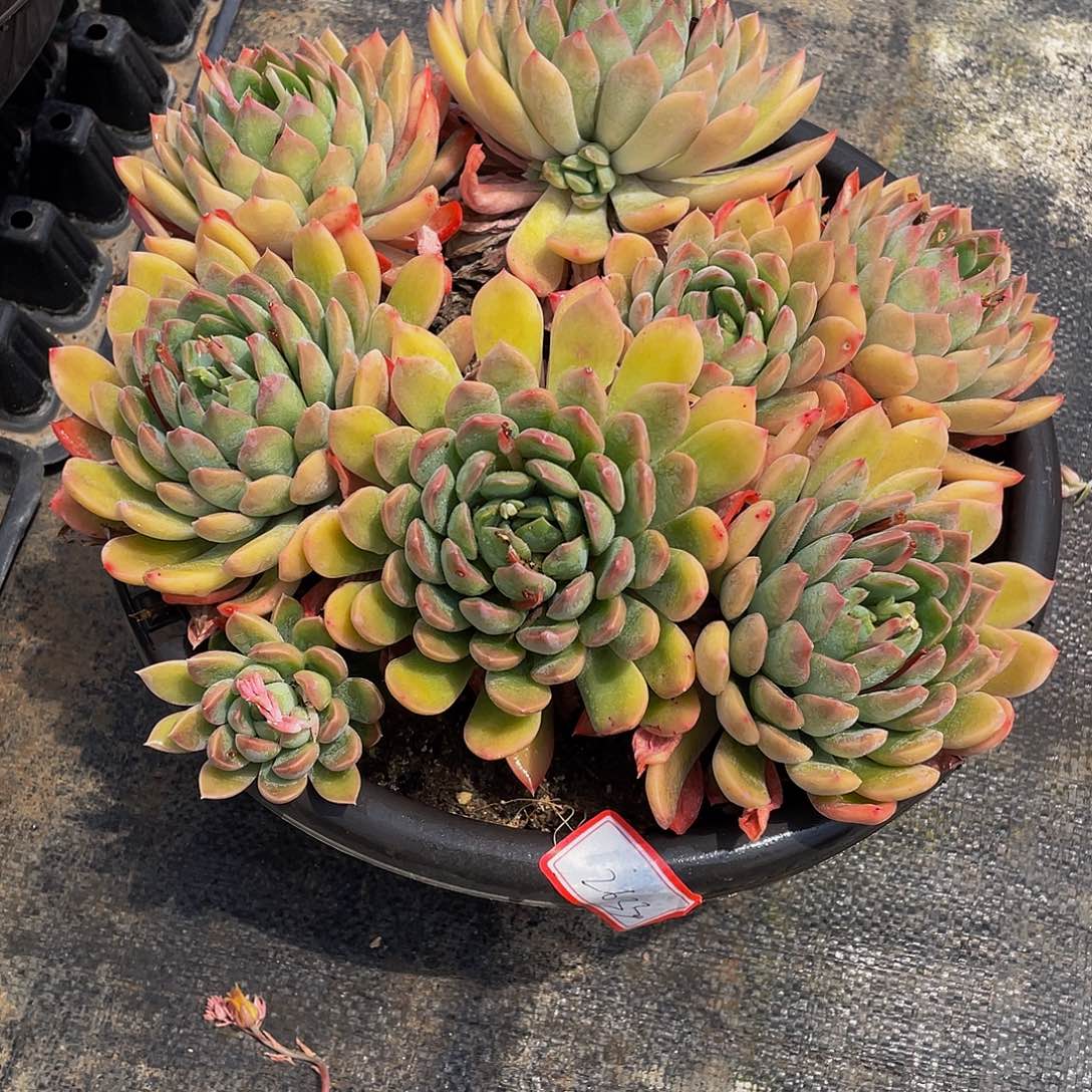 麦达斯国王多肉植物群2633