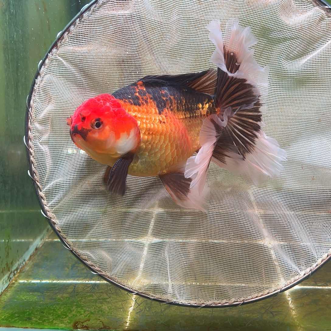 金鱼百褶泰狮亚成47