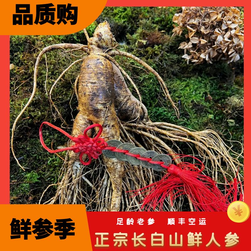 正宗长白山新鲜人参泡酒专用大参送礼精品老参原产地长白山鲜人参
