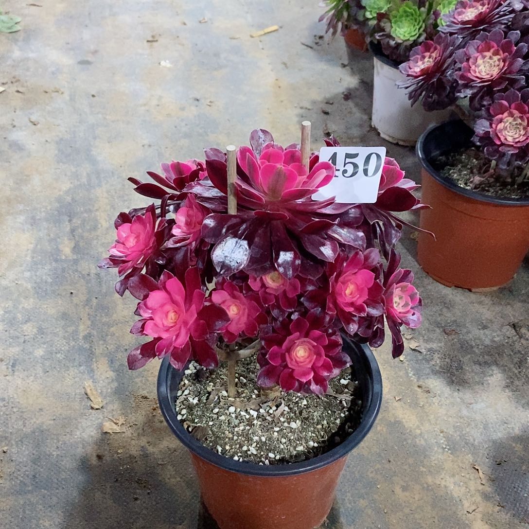 用****3美杜莎450多肉法师植物