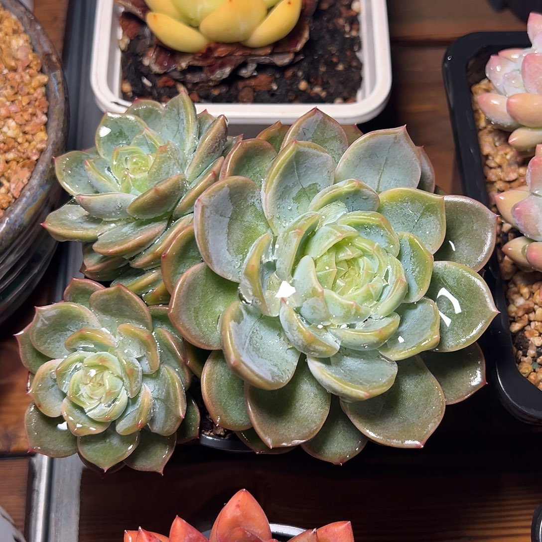 8-04-30伊利亚珍妮