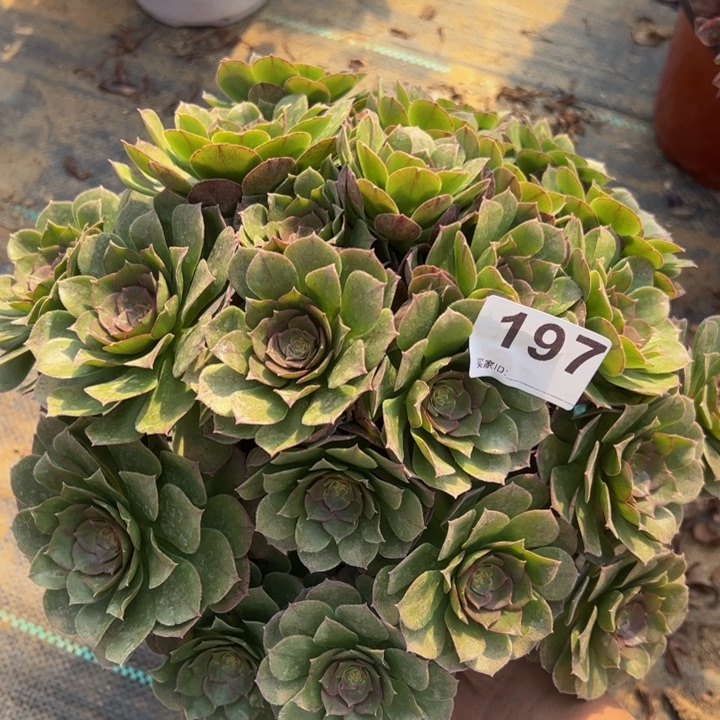 万圣节多肉植物197