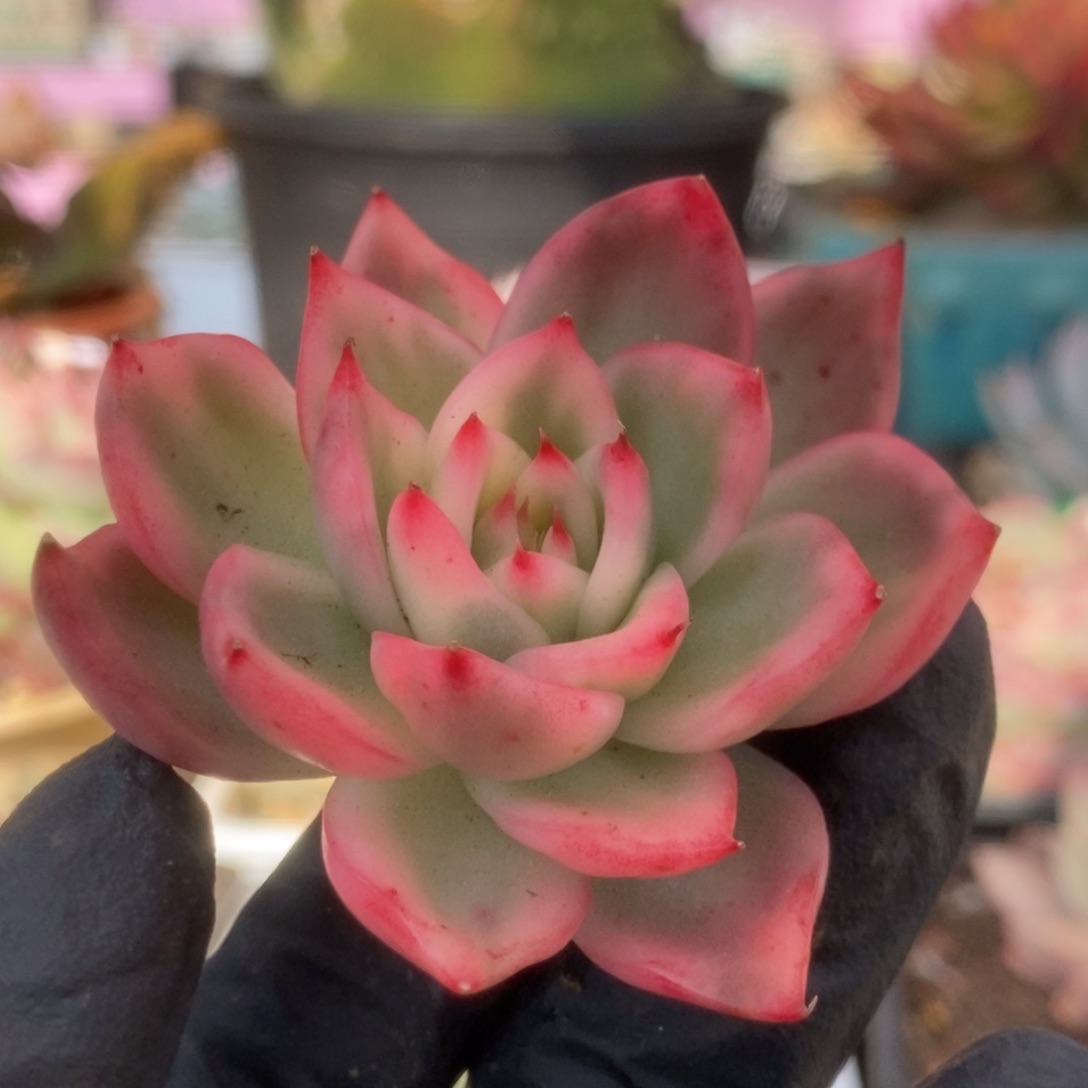 4卡利斯托头盖锦锦锦锦