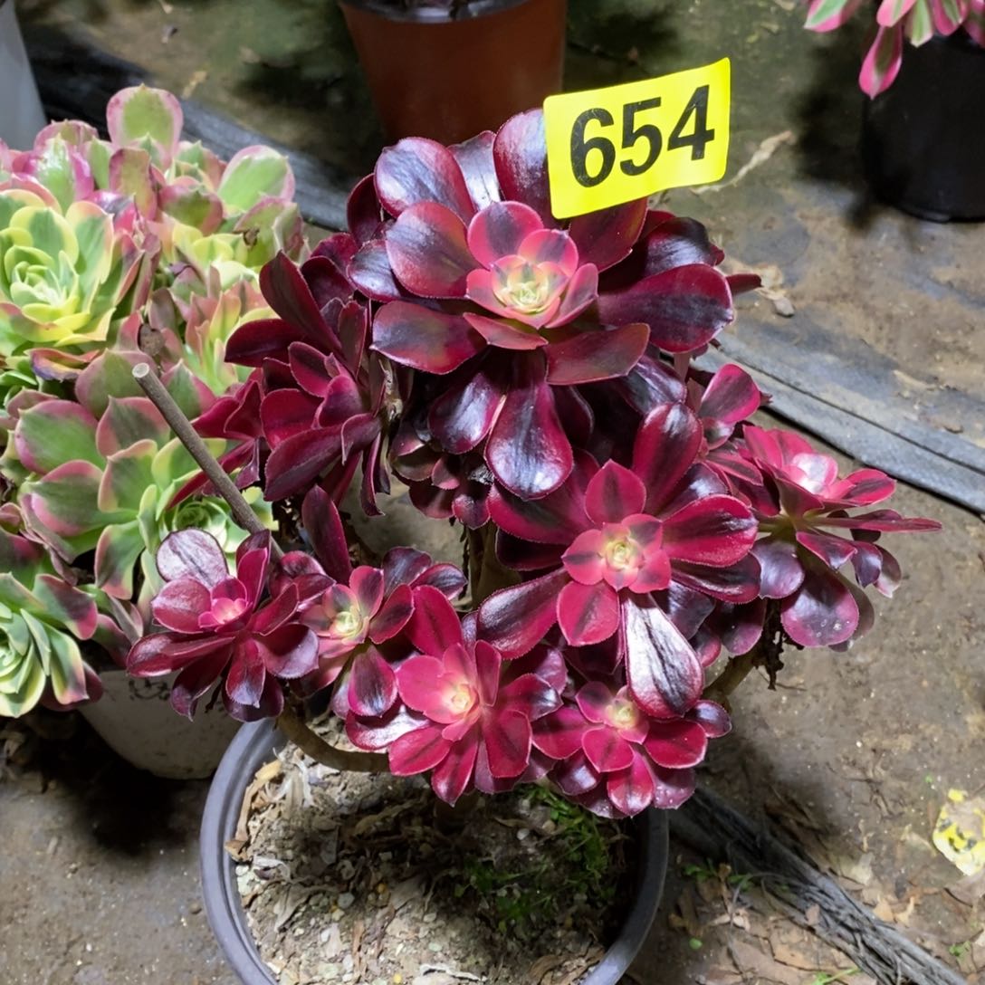 吃****子美杜莎多肉法师654