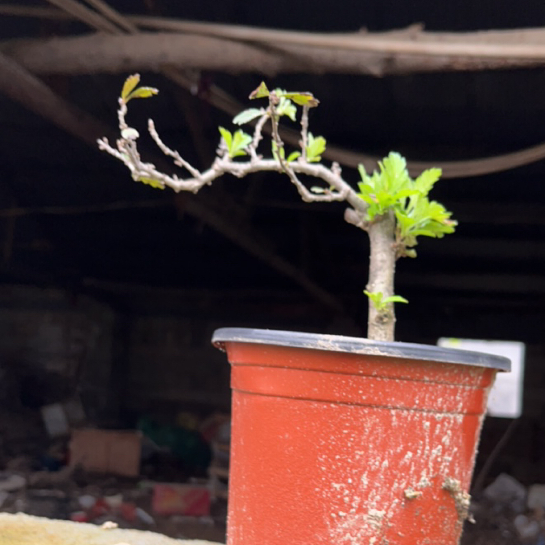 山里红小叶野山楂盆景老桩扭曲文人盆景素材