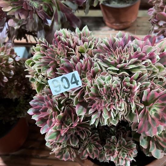 执***意多肉植物一个女巫904