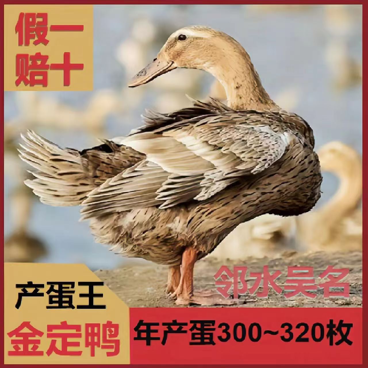 生鲜整鸭金锭 5只送一只（到手6只）单只发货1斤以上 共重6斤左右