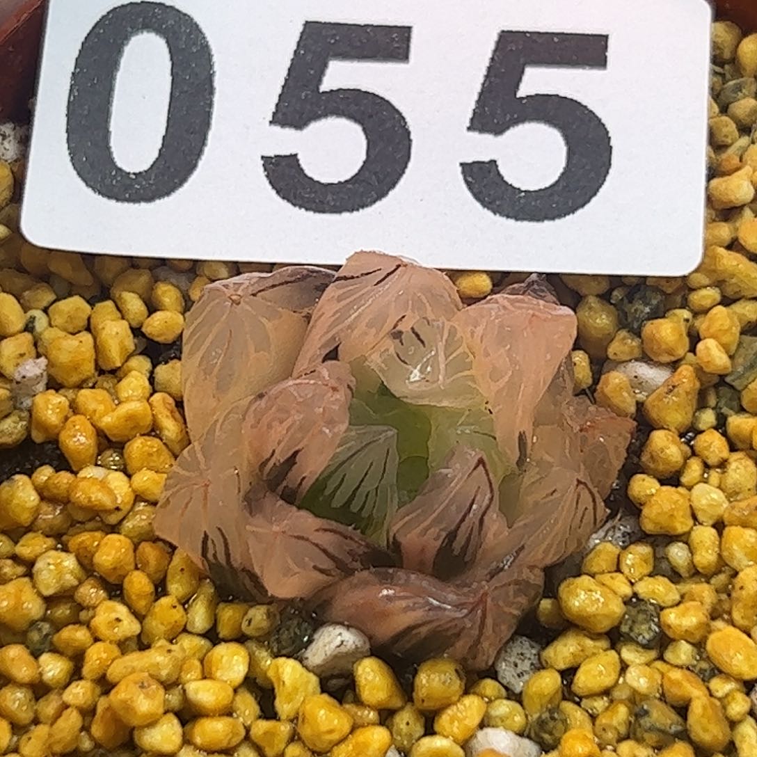 地泉锦十二卷多肉植物