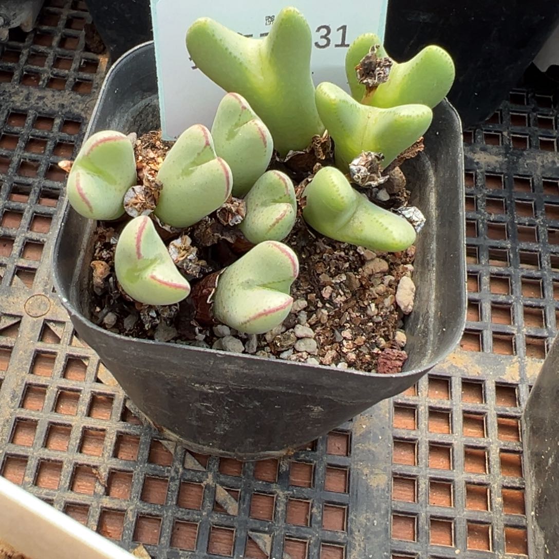 7-131肉锥多肉植物，