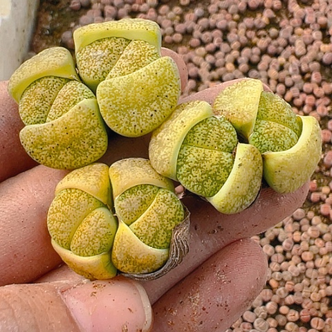 【闪购商品】25076