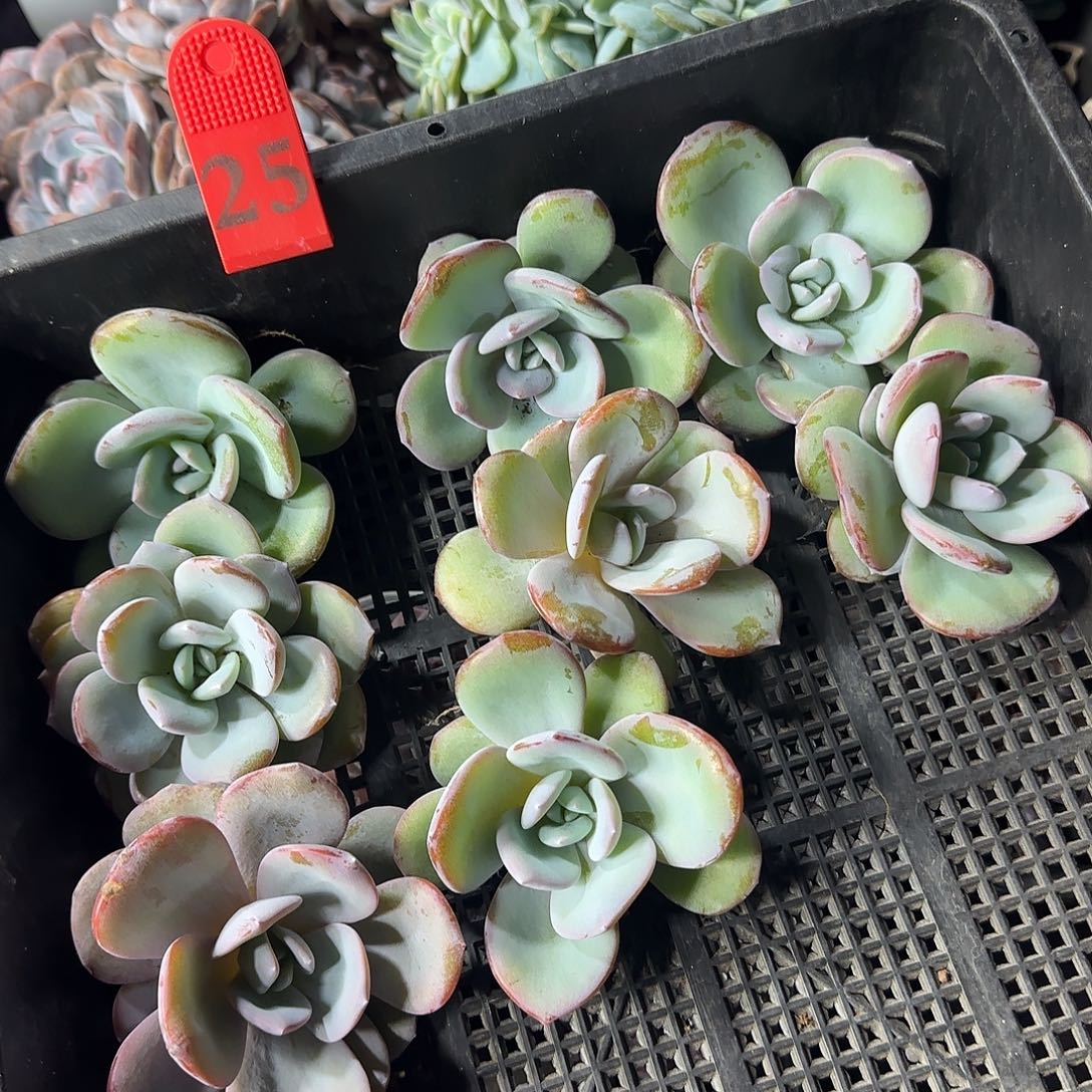 韩版奶茶8颗单头一物一拍25
