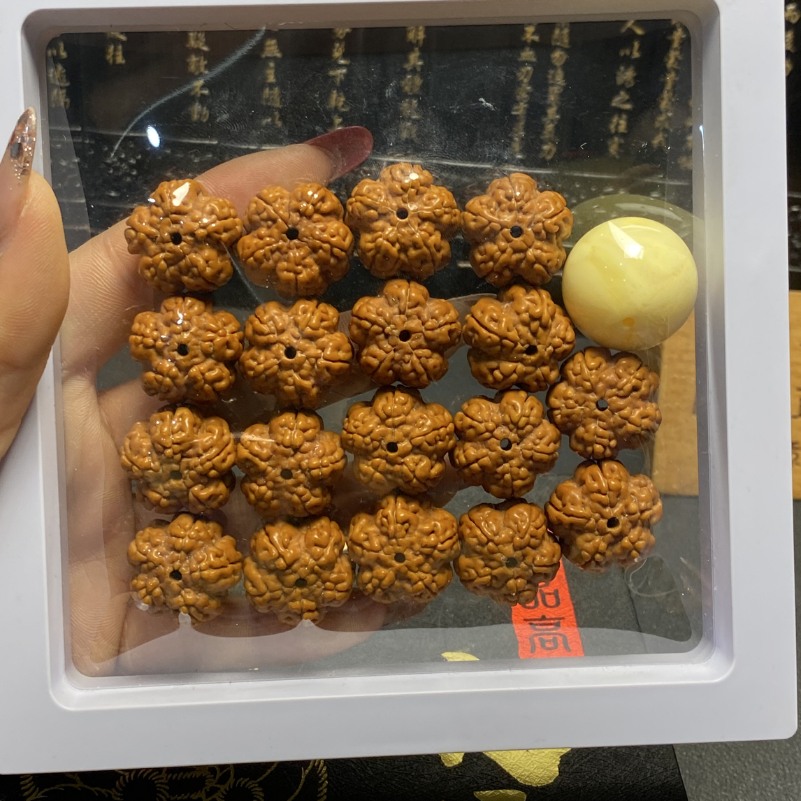新品，满肉绝情帝王花（10号）