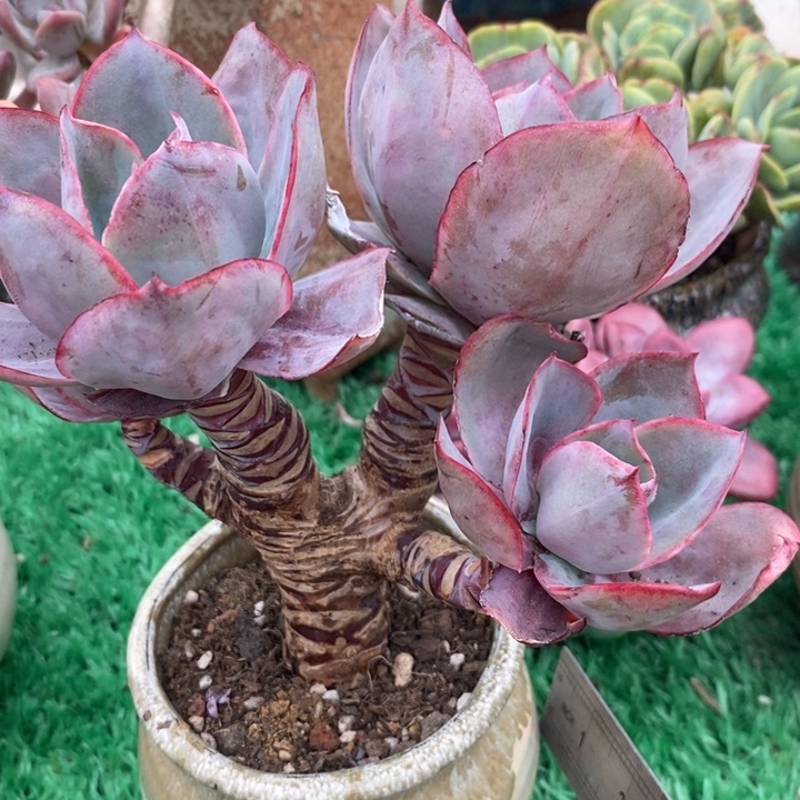 肯尼迪整有砍老桩