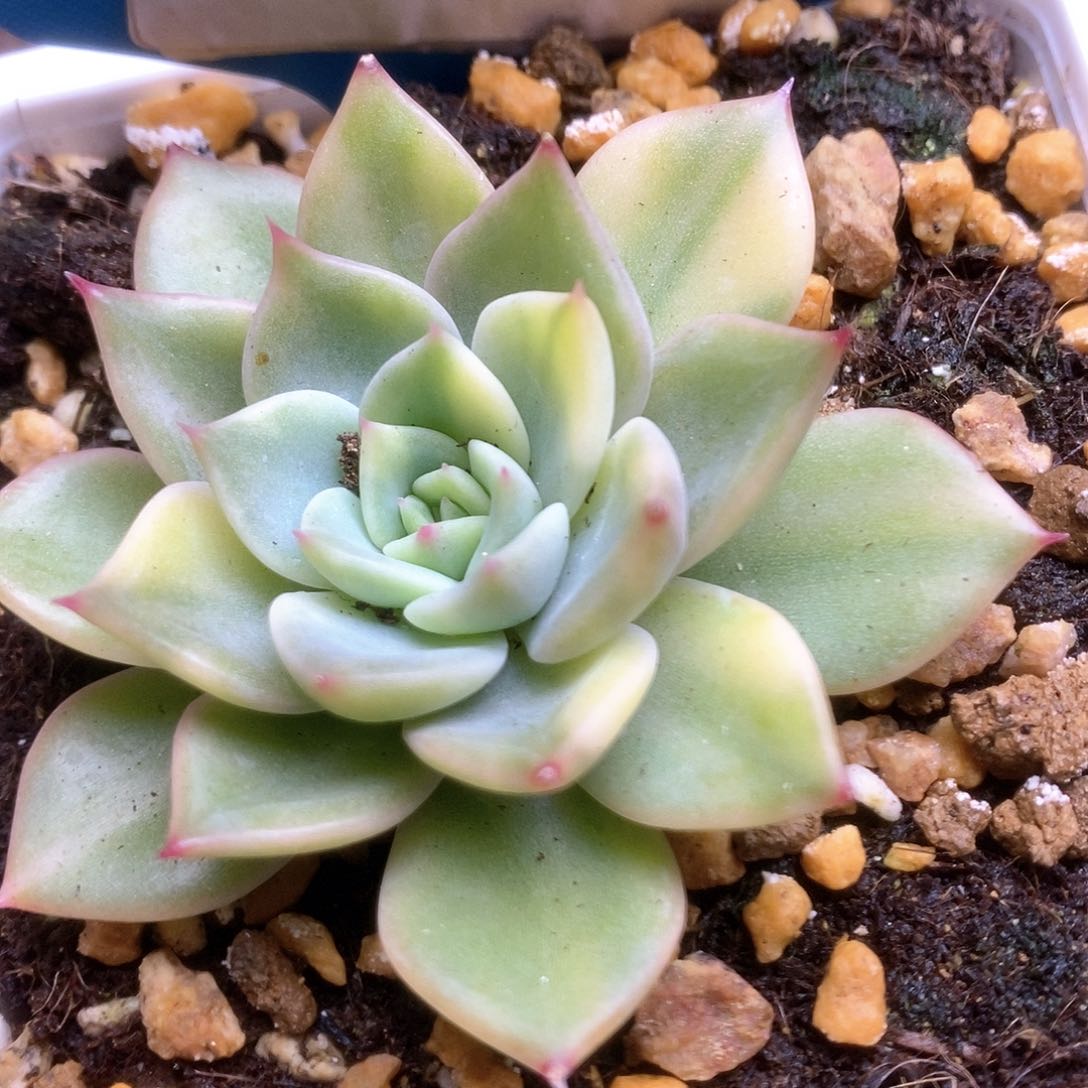 C299红色特斯拉锦锦锦锦锦