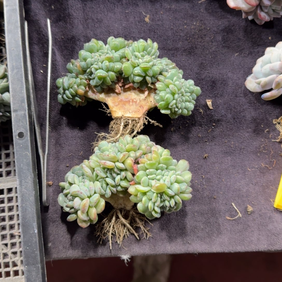 两颗白胖子缀化一物一拍