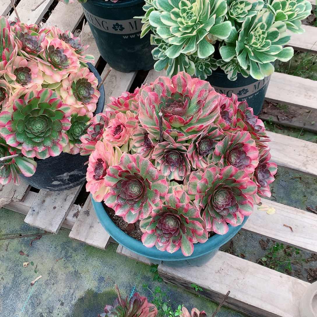 【闪购商品】流*雨荷，多肉