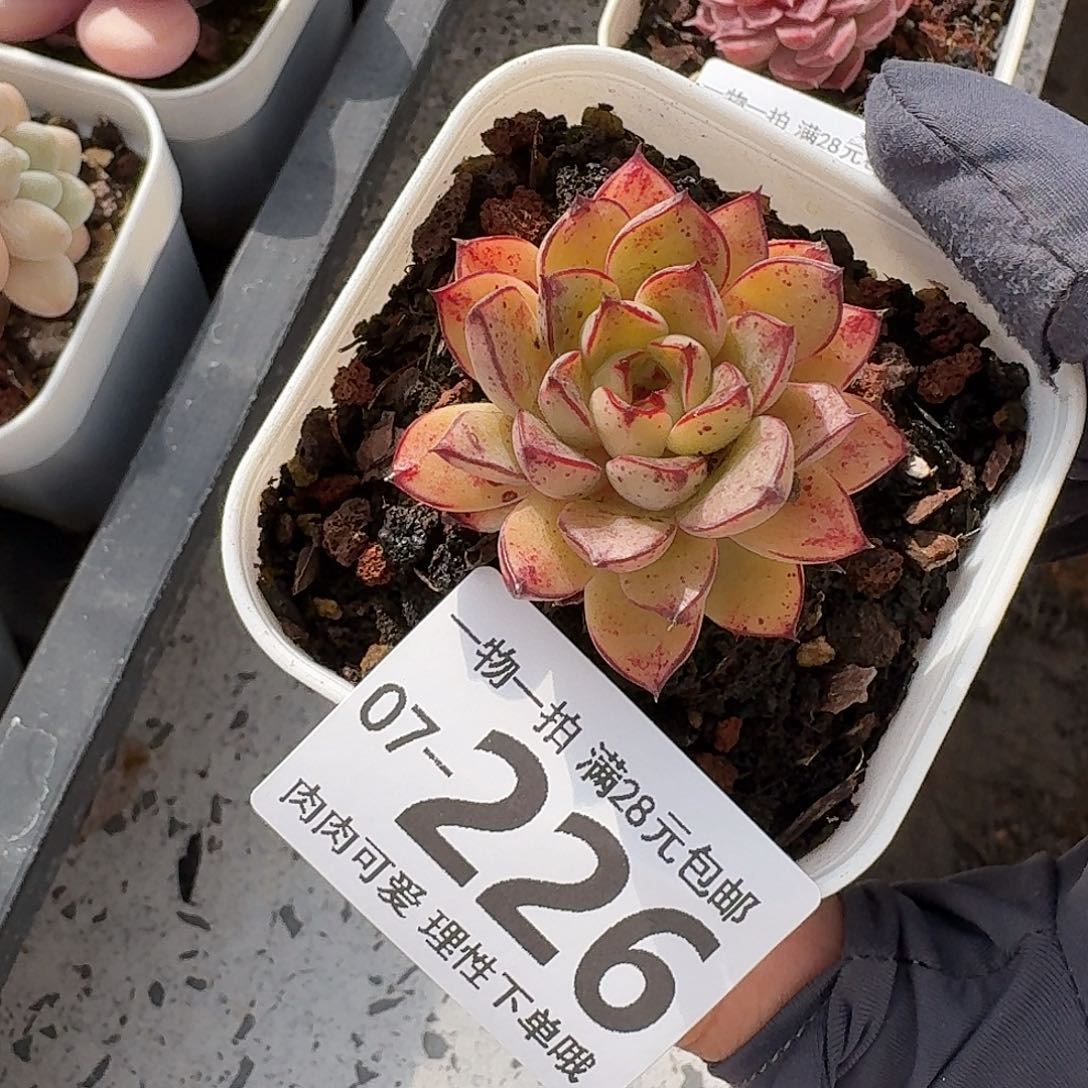 灰姑娘无盆土发货无盆