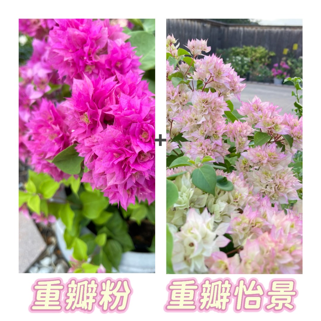 （重瓣粉+重瓣怡景）到手2棵 三角梅好养易开花可爬藤飘枝 不带花