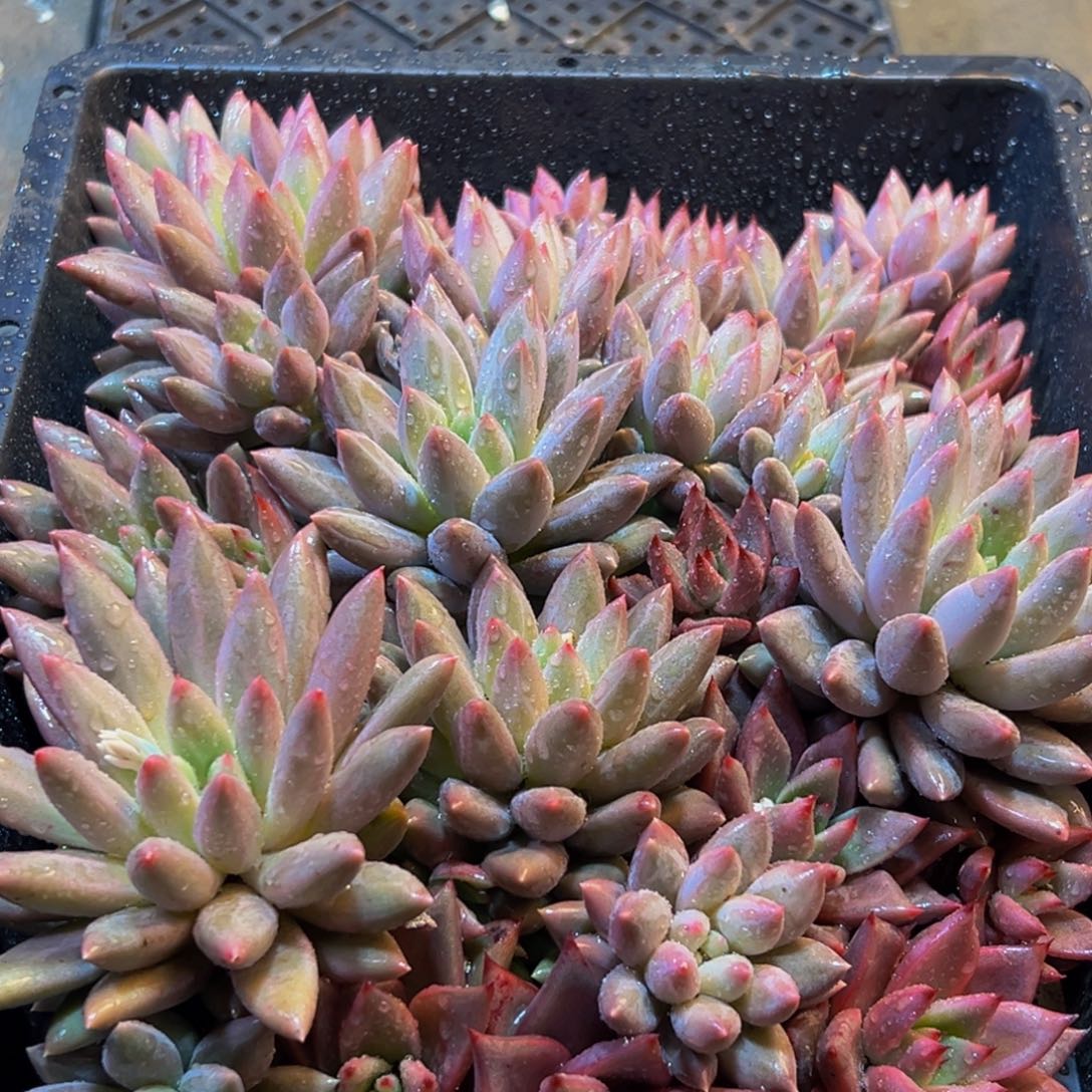 835多肉葡萄的味道是