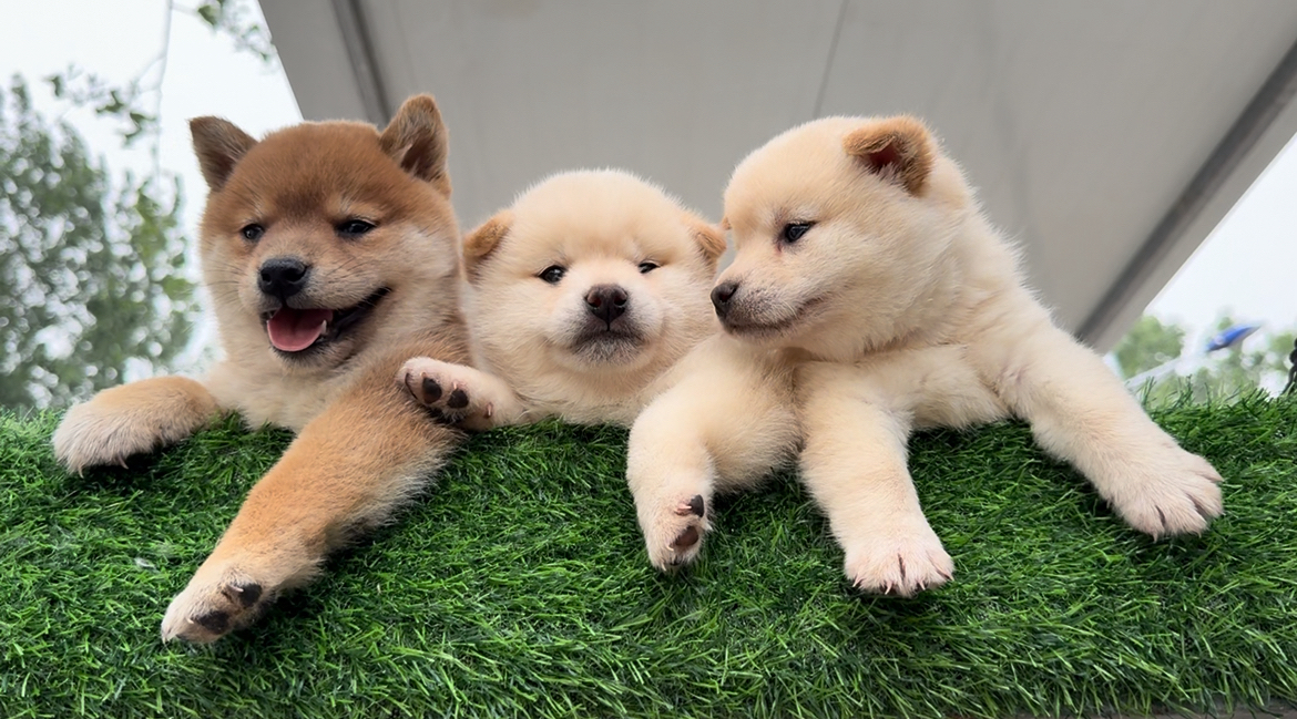 纯种柴犬边牧科基