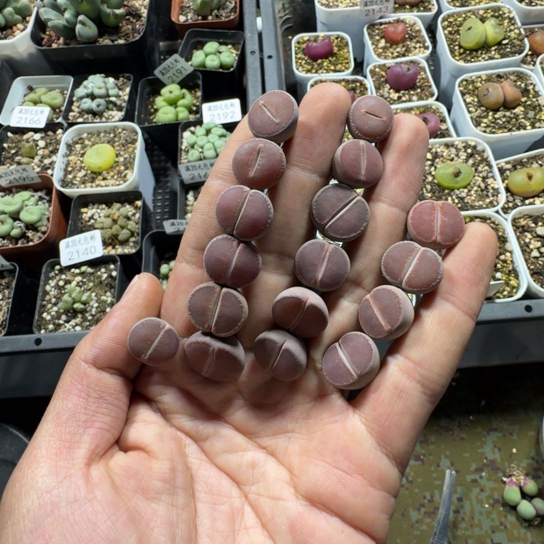 2157。Ko 一组挺不错的