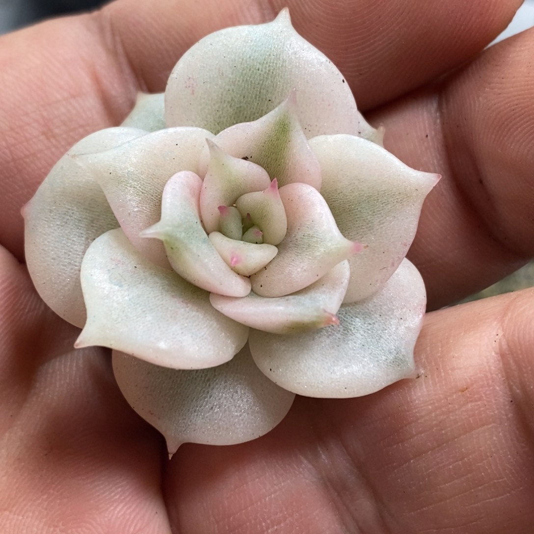 1111贝加尔湖锦 小方花圃一物一拍