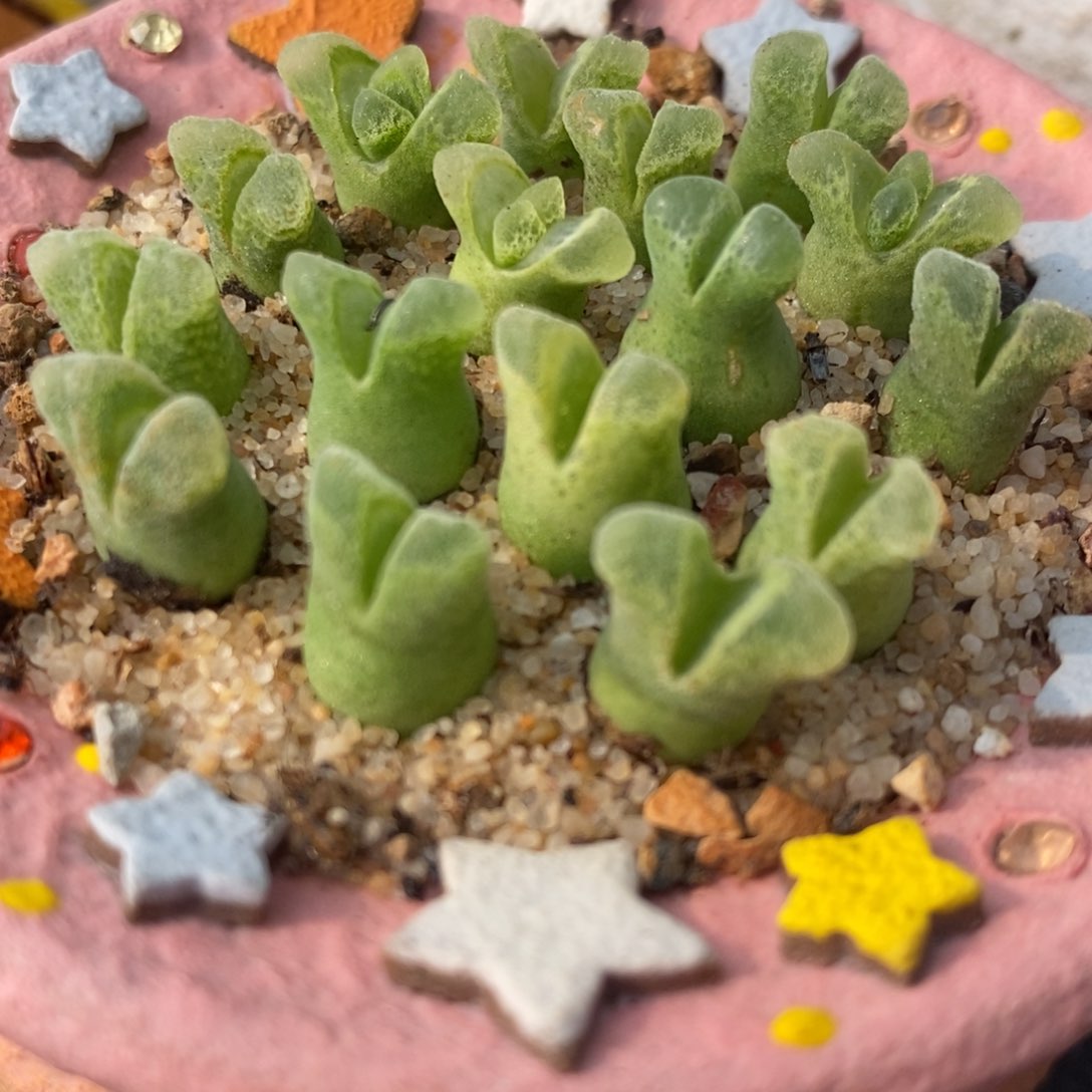 冰风铃2颗一组。