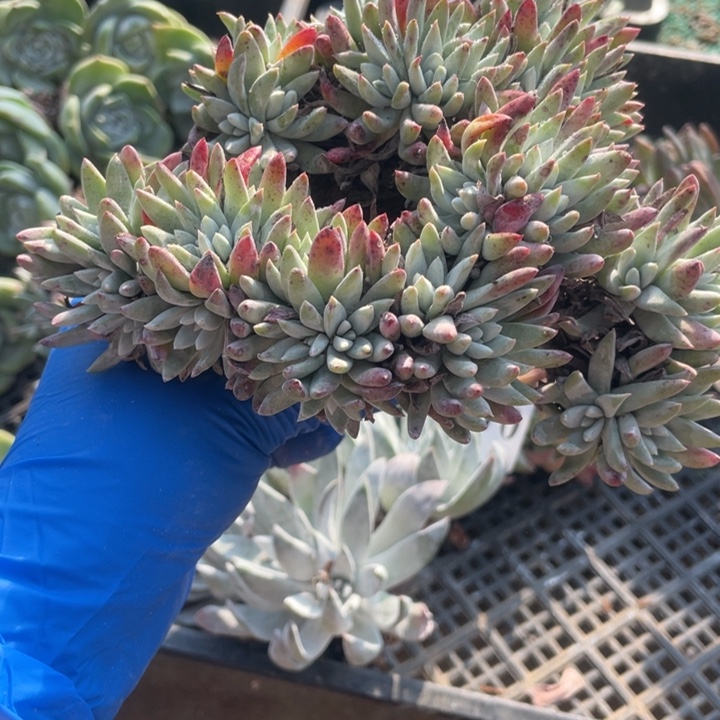393号海瑟杂白菊多肉植物