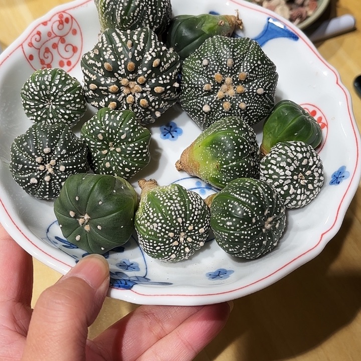实生奇迹海星琉璃