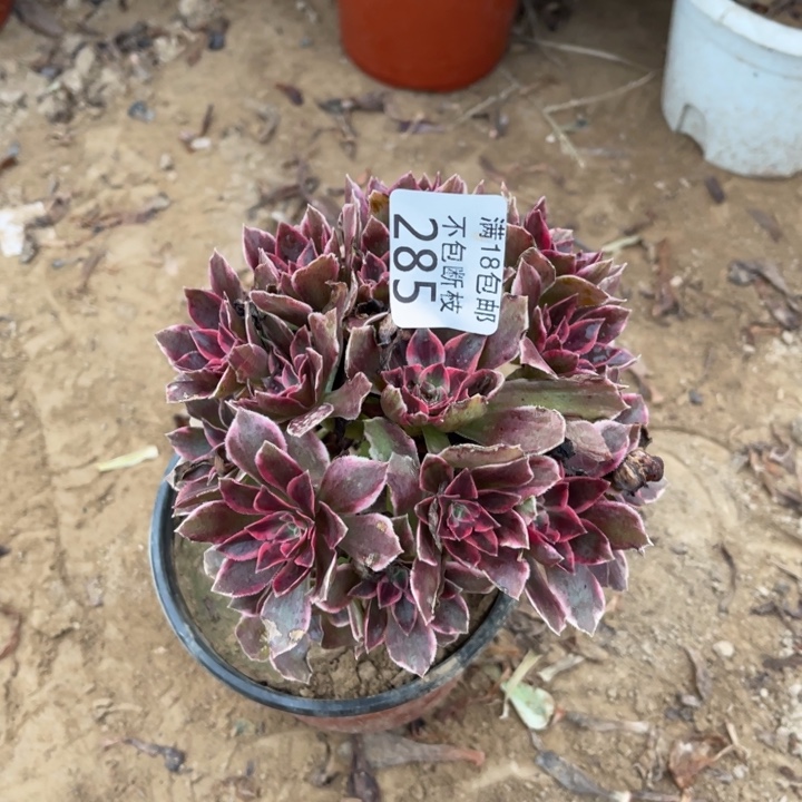 285浣纱小手捧1号棚