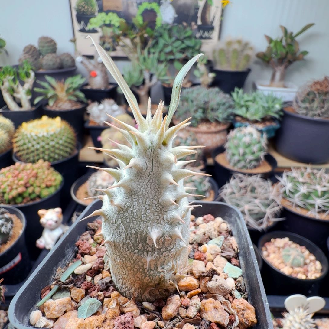145筒碟春带盆发货