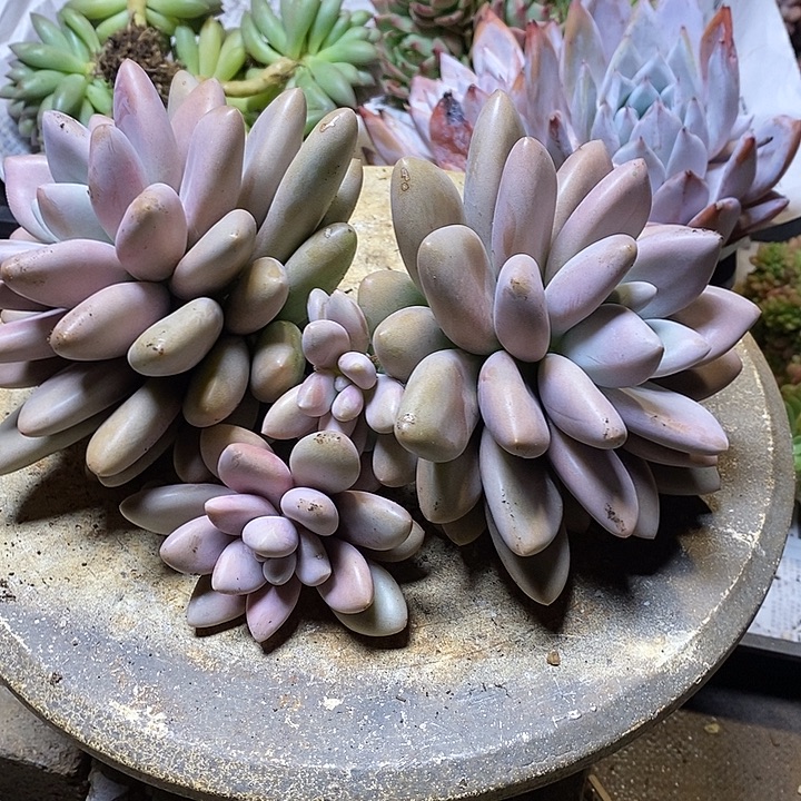 精品 精品 精品 多肉植物 