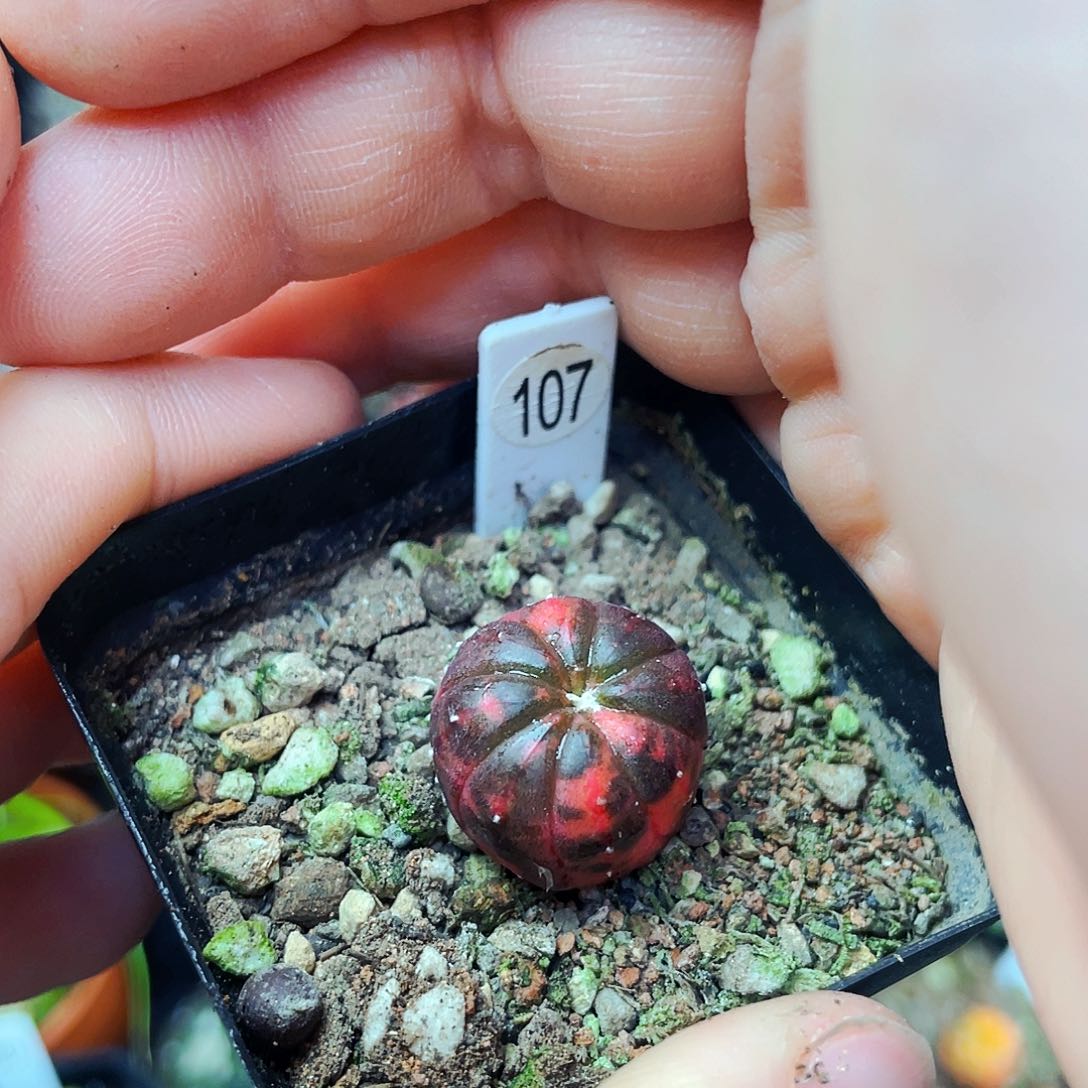 1.5cm 非偏远地区满25包邮仙人球