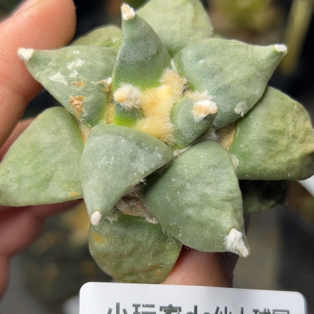 649 仙人球的比赛将于本