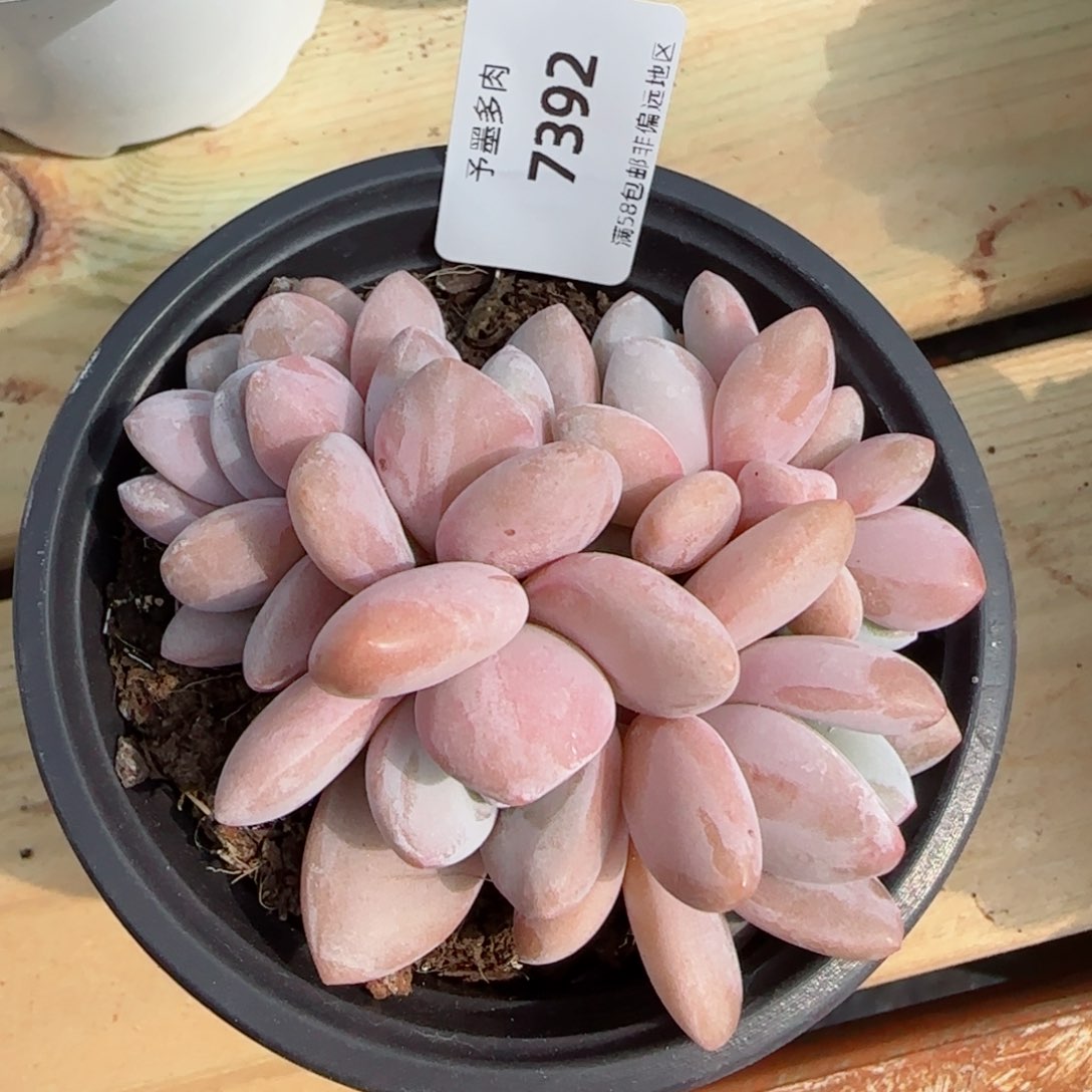粉兔群，7392多肉植物