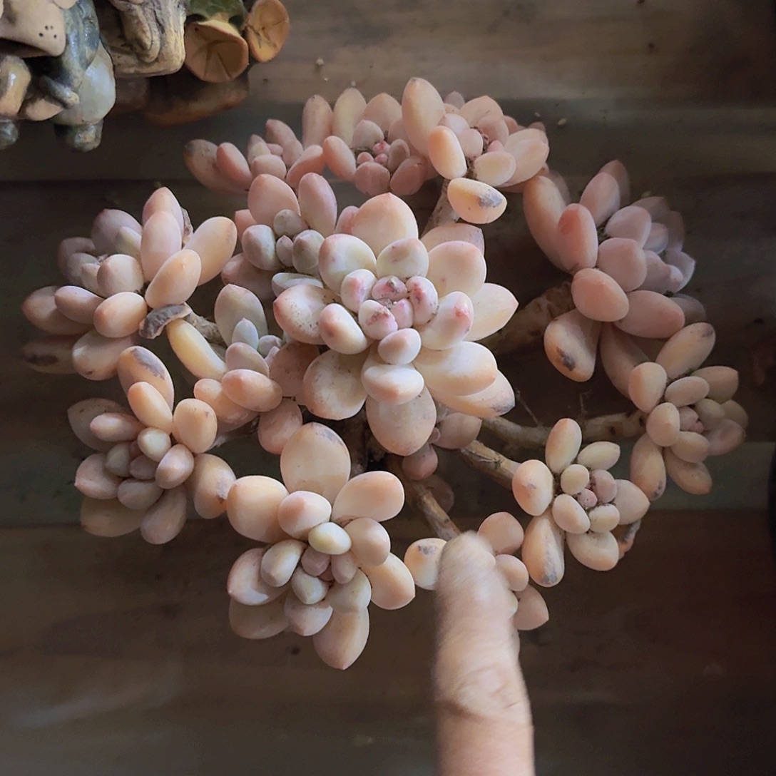 雪***儿香水多肉一物一拍