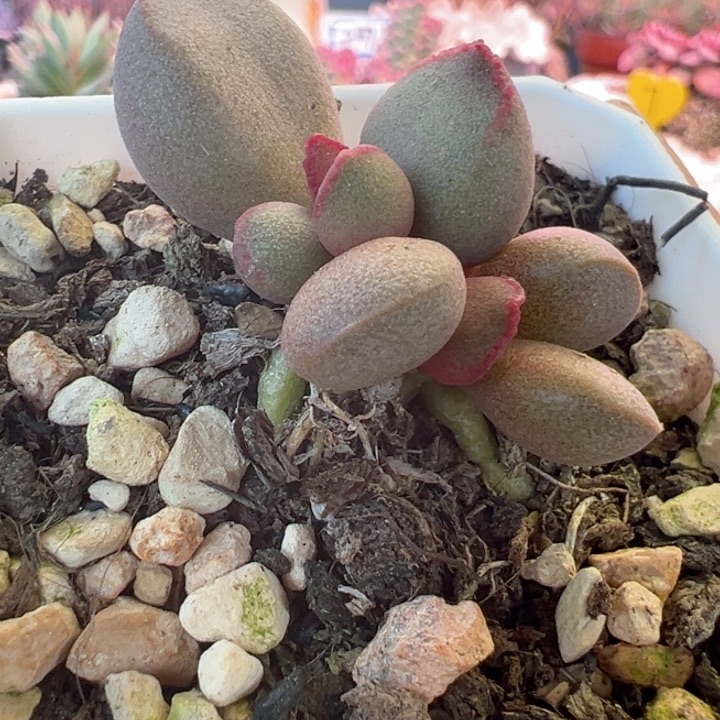 可以吗你说你不知道