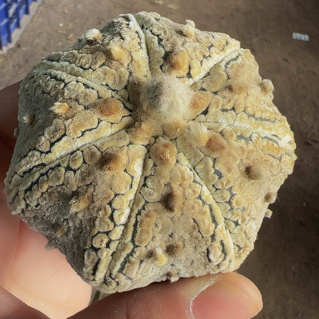全部花朵浓白海星兜580