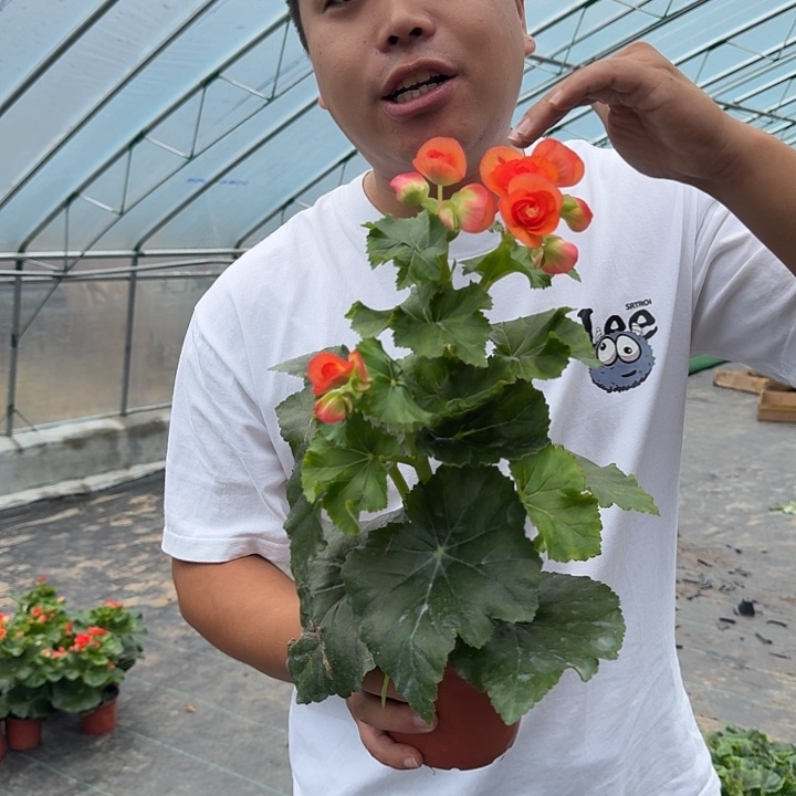 大部分花苞少量开放大颗福利丽格橙色