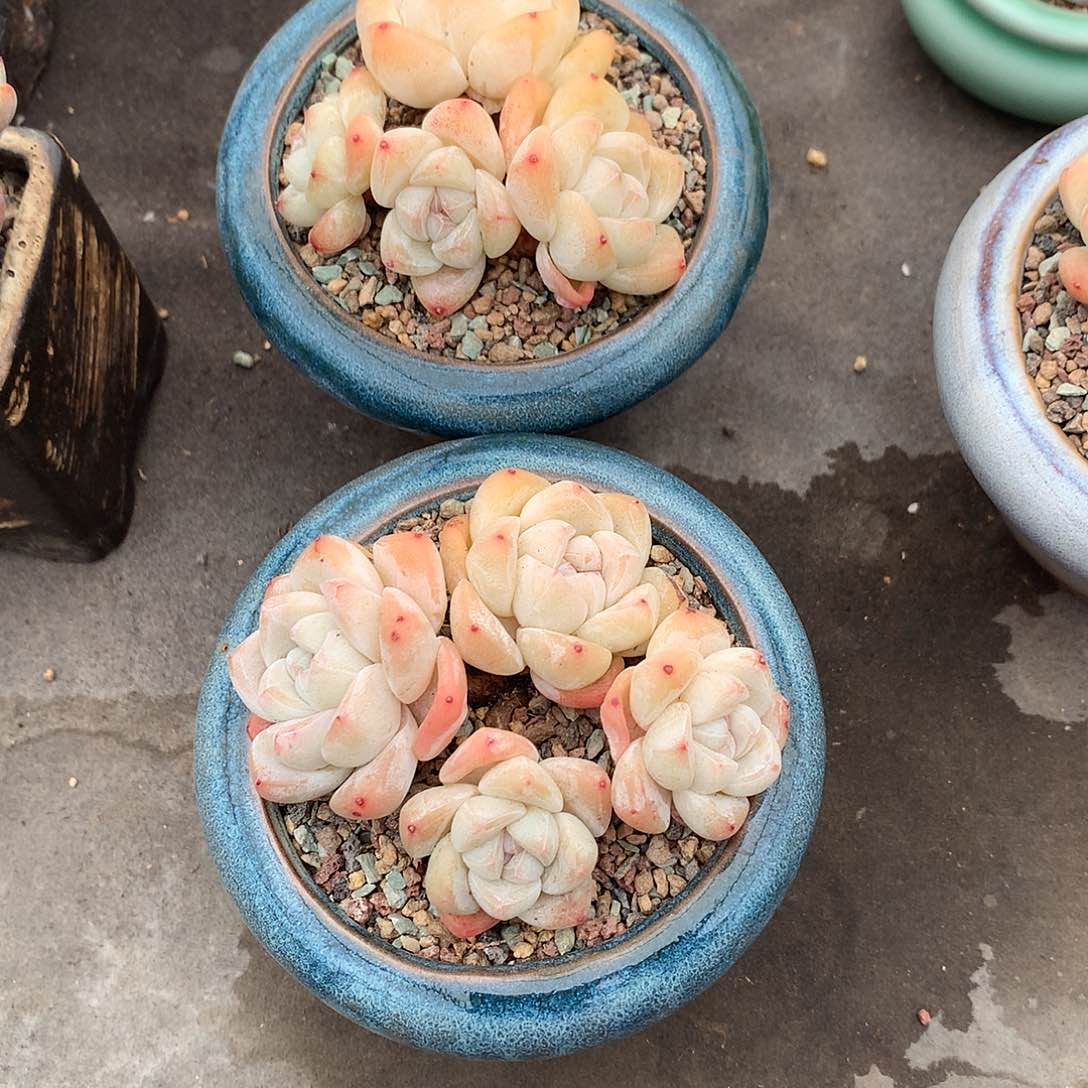 一物一拍，冰玉群老庄两颗