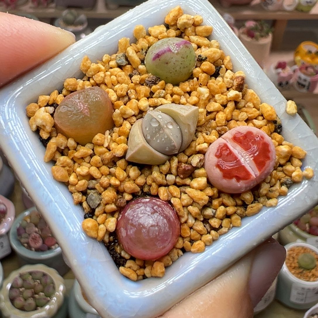 多肉植物97号混合